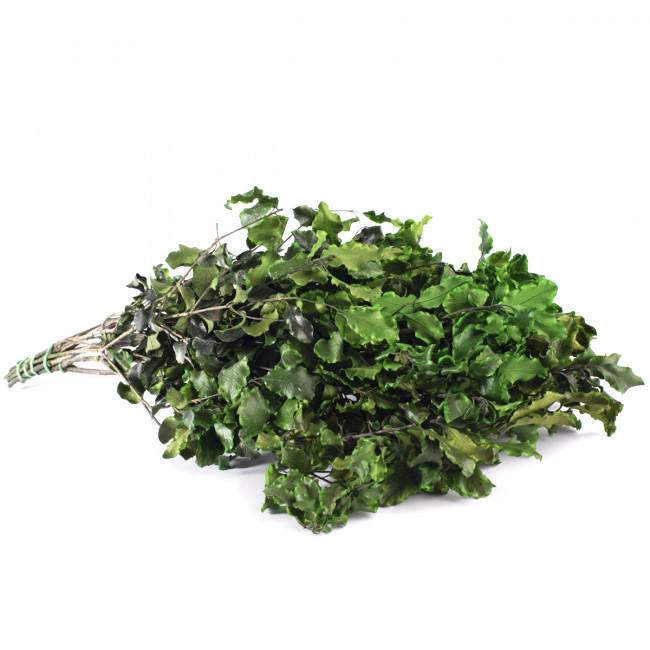 Preserved Pitosporum Tenuifolium Green 30-40 cm (PIT/0103) - Stabilized Greenery for Floral Arrangements