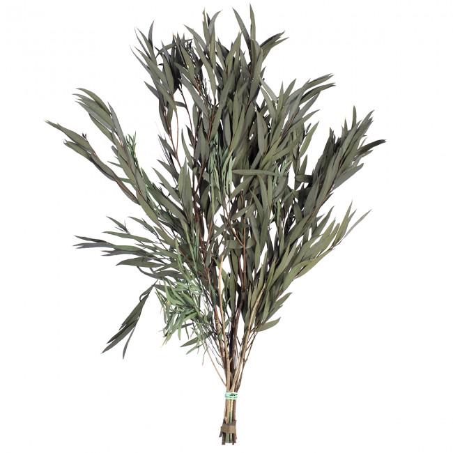 Preserved Nicoly Eucalyptus Green 40-80 cm (NIC/0104) - Stabilized Eucalyptus Leaves for Floral Arrangements