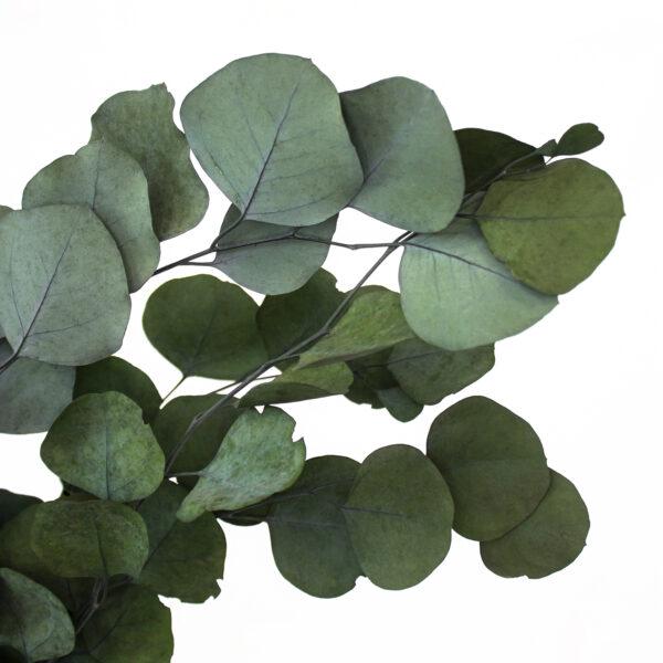 Preserved Populus Eucalyptus Green 40-80 cm (POP/0104) - Stabilized Eucalyptus Branches for Floral Arrangements