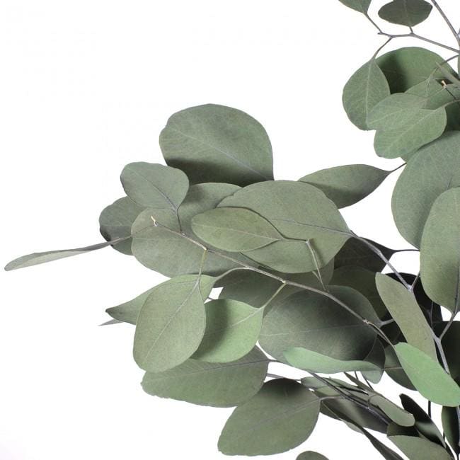 Preserved Populus Eucalyptus Green 40-80 cm (POP/0104) - Stabilized Eucalyptus Branches for Floral Arrangements