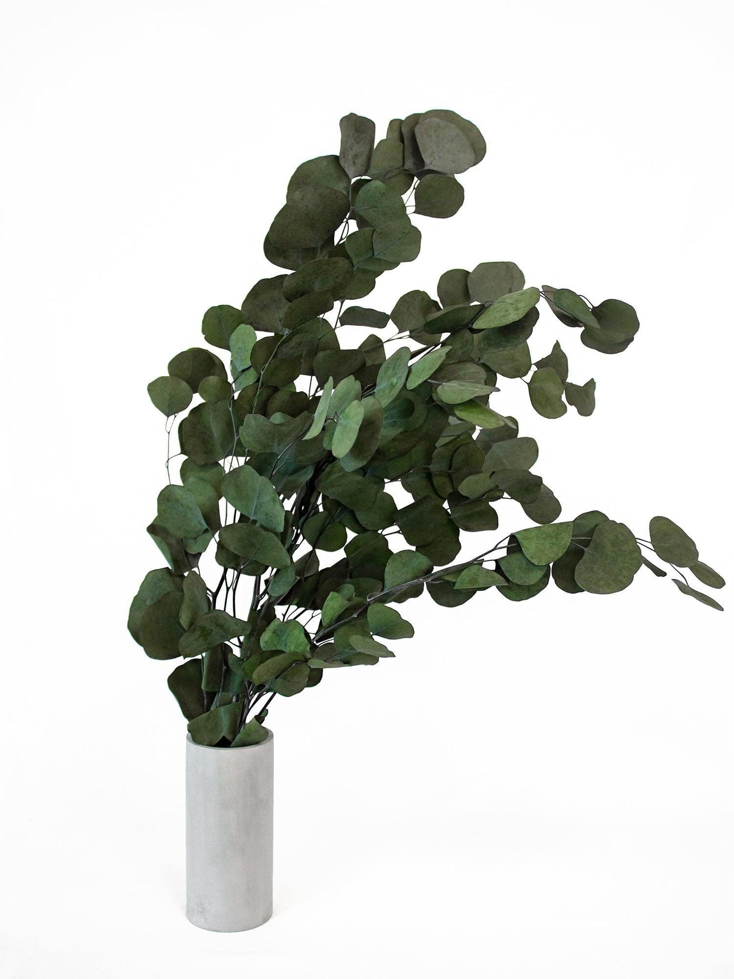Preserved Populus Eucalyptus Green 40-80 cm (POP/0104) - Stabilized Eucalyptus Branches for Floral Arrangements