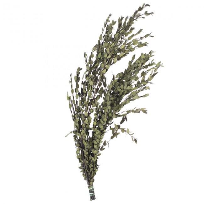Preserved Parvafolia Eucalyptus Green 40-80 cm (PAR/0104) - Stabilized Eucalyptus Branches for Floral Design