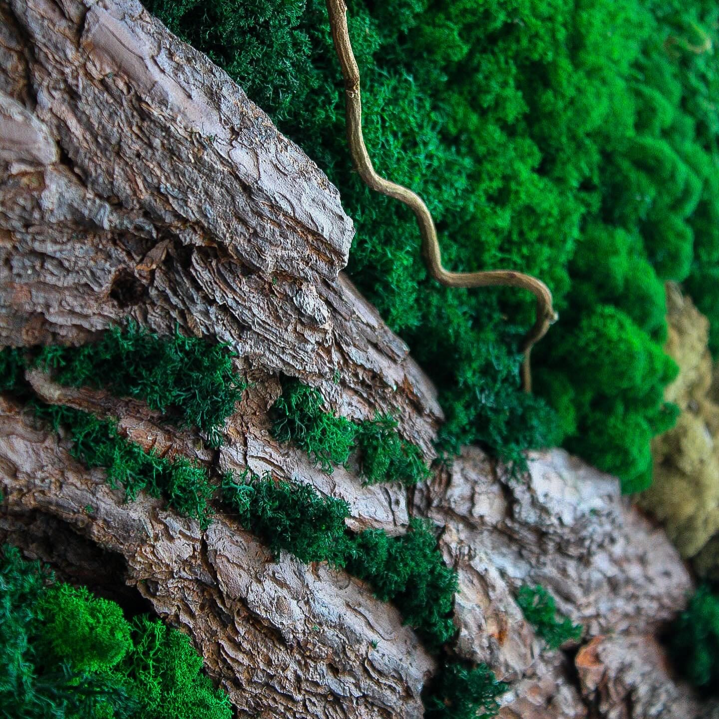 Forest Essence: Moss, Bark & Branch Wall Art | Eco-Friendly Nature Decor, Handmade Botanical Art