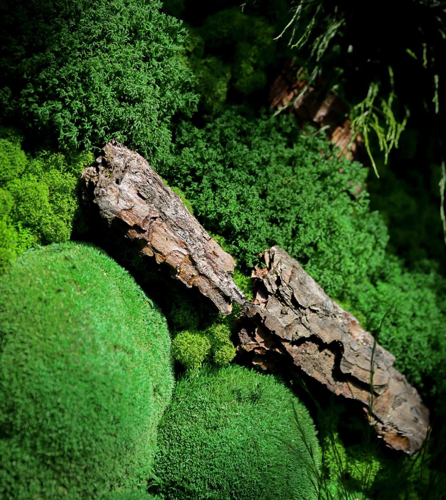 Moss Wood Art, Verdant Symphony: Moss, Bark, Fern & Tiks Grass Wall Art | Handmade Nature-Inspired Botanical Decor, Eco-Friendly