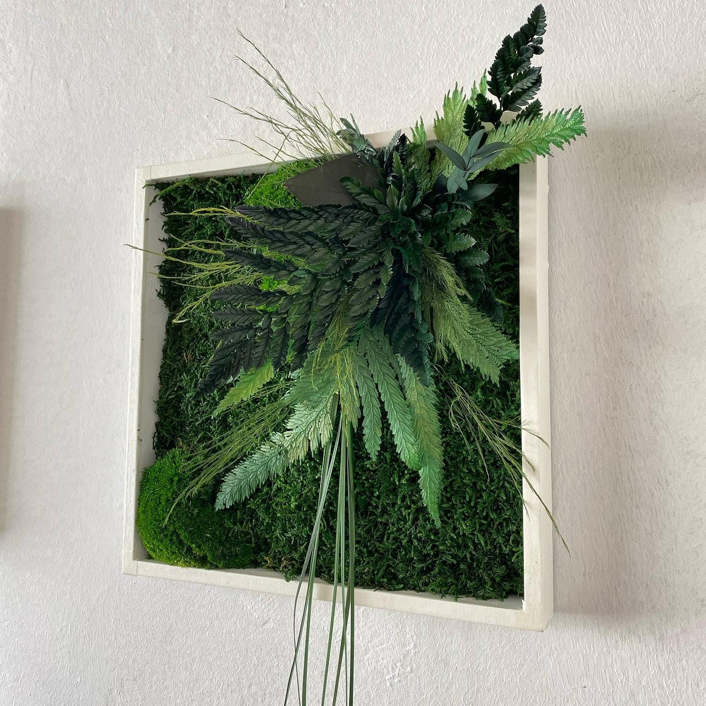 Square Framed Moss Wall Art, Wall Accent for Spa, Office, or Home | CAREFREE | VARIOUS-SIZE