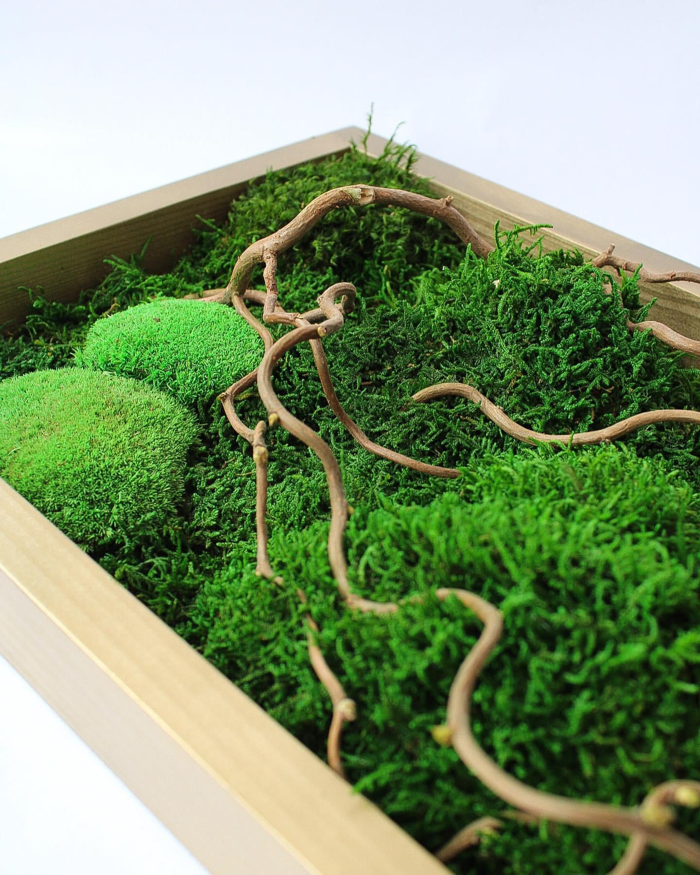 Zen Moss & Matsudana Willow Branch Wall Art | Preserved Moss Decor for Homes, Offices, and Spas | Unique Eco-Friendly Botanical Design