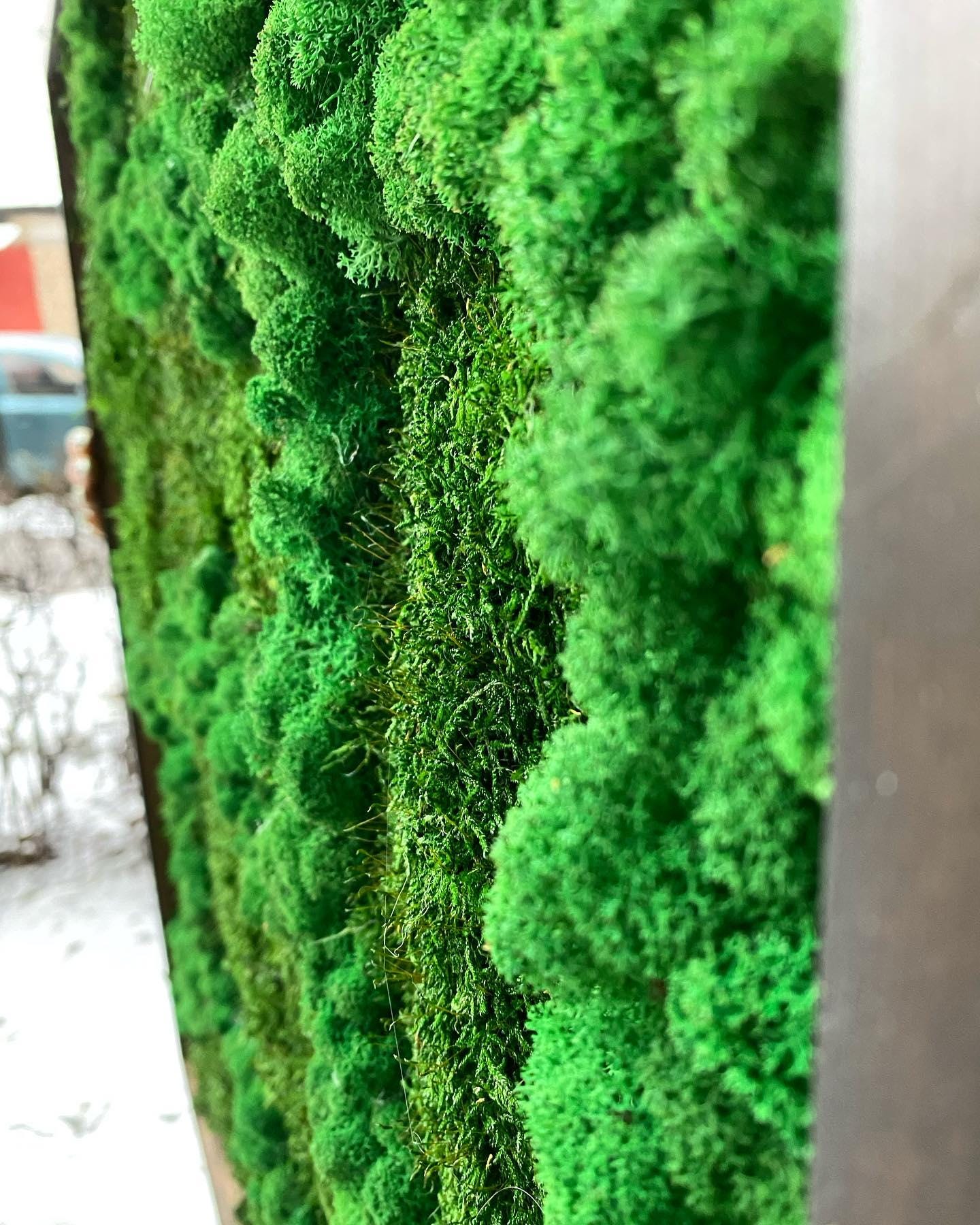 Mossy Wonderland: Unique Mix of Preserved Moss, Lichens & Flat Greenery Art, CAREFREE | VARIOUS-SIZE