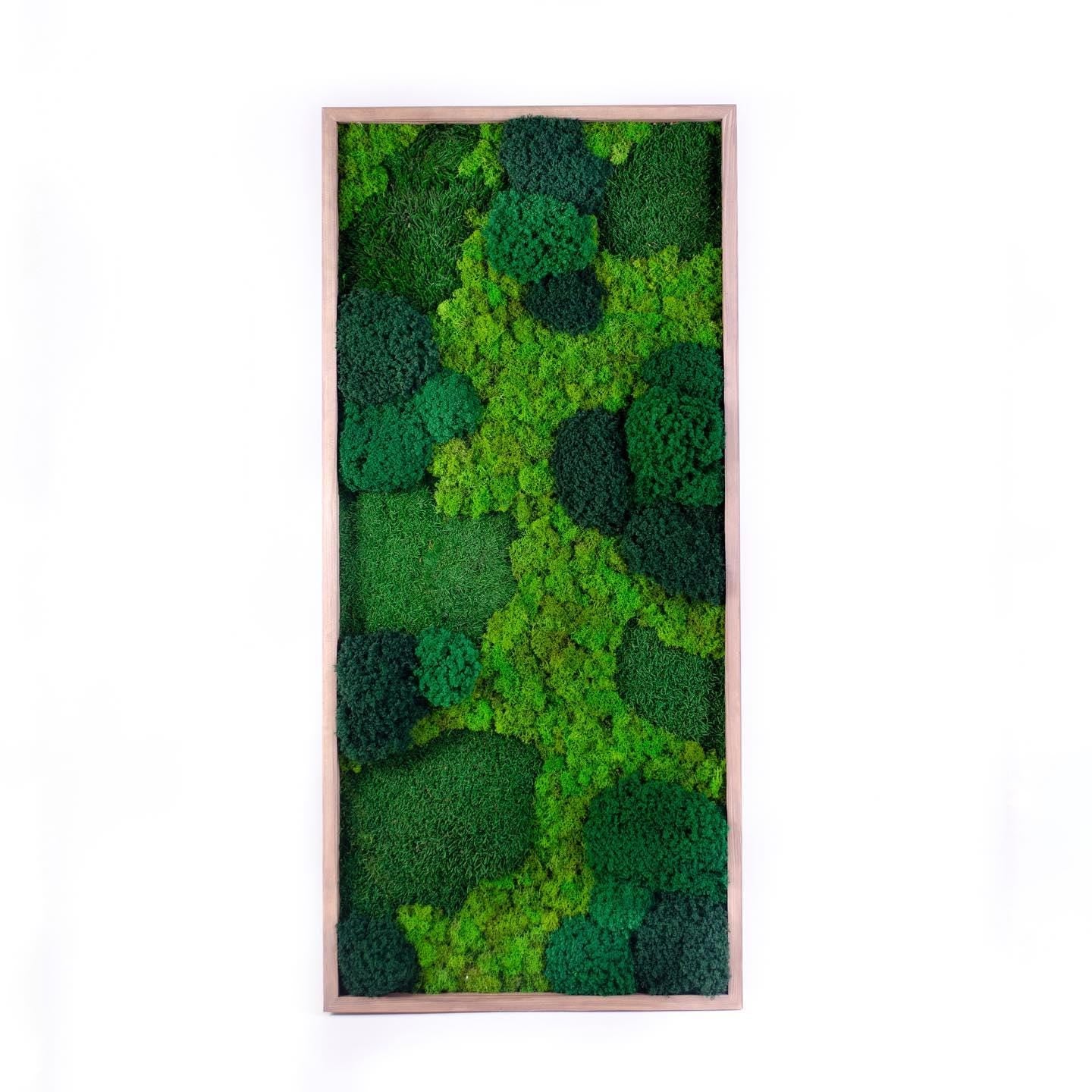 Tranquil Nature Escape: Unique Mix of Preserved Moss, Lichens, & Flat Greenery Wall Art, CAREFREE | VARIOUS-SIZE