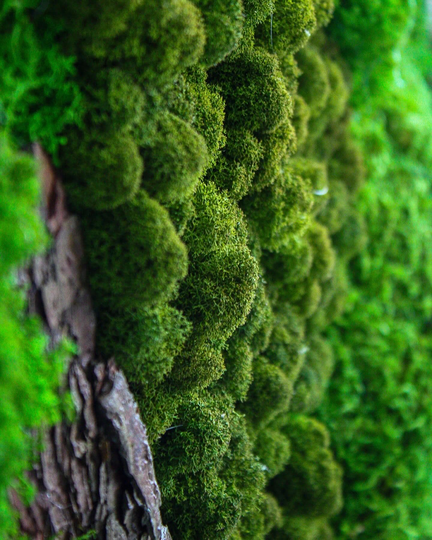 Artisan Moss & Bark Wall Art | Sustainable Home Decor