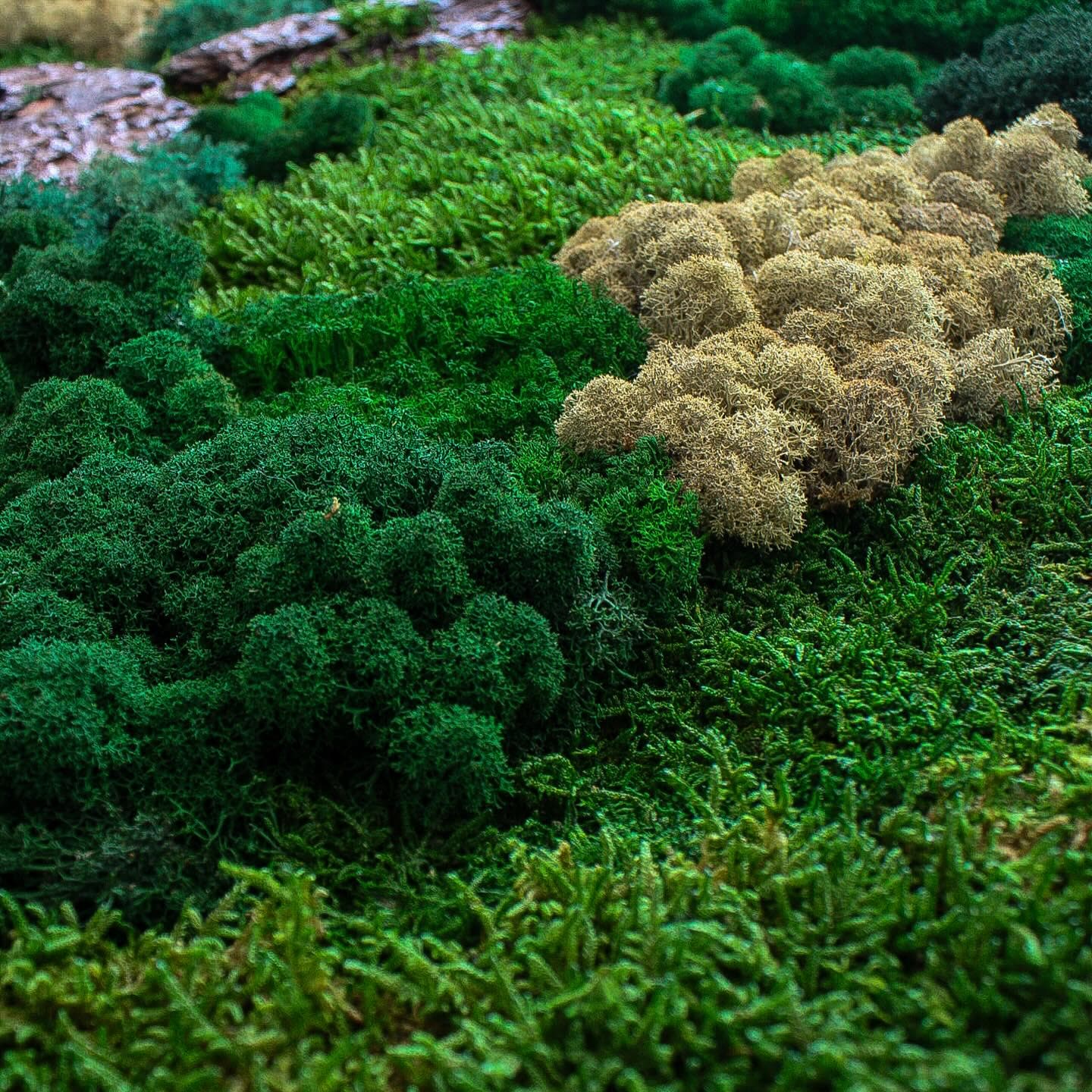 Artisan Moss & Bark Wall Art | Sustainable Home Decor