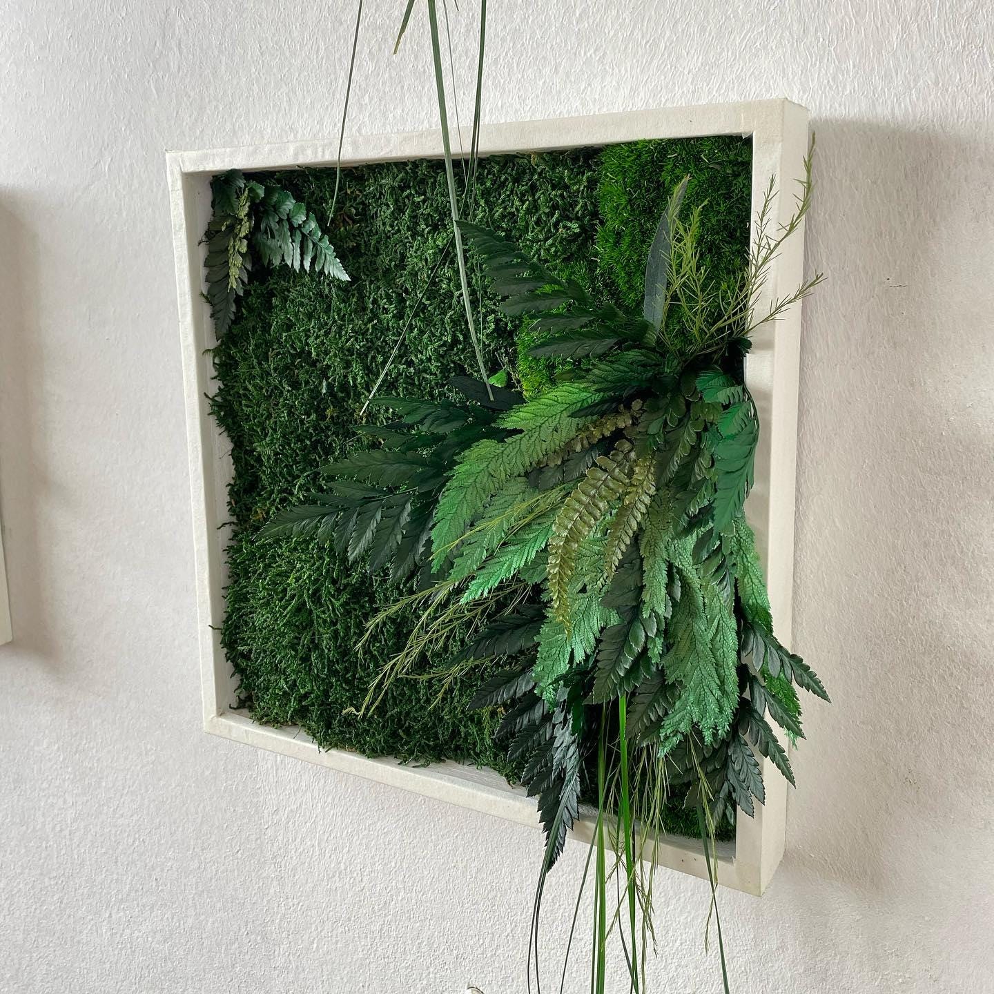 Square Framed Moss Wall Art, Wall Accent for Spa, Office, or Home | CAREFREE | VARIOUS-SIZE