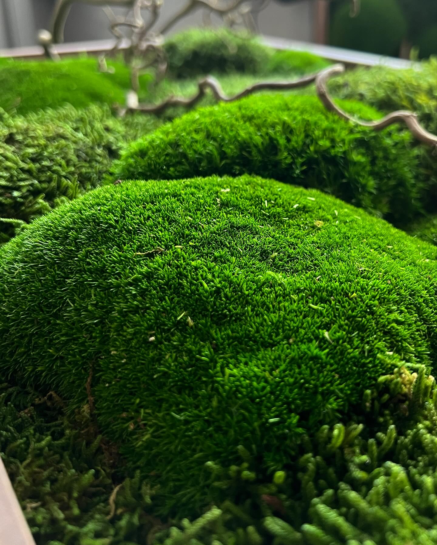 Nature-Inspired Framed Moss & Matsudana Willow Wall Art | Custom Botanical Preserved Decor for Home, Office, or Spa | Japanese Zen Design