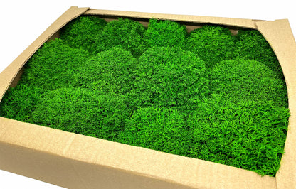 Preserved Reindeer Royal Moss Forest Green, Stabilized Lichen Dried Natural Wholesale Moss, Florists Terrarium Bowls Centerpieces Decor