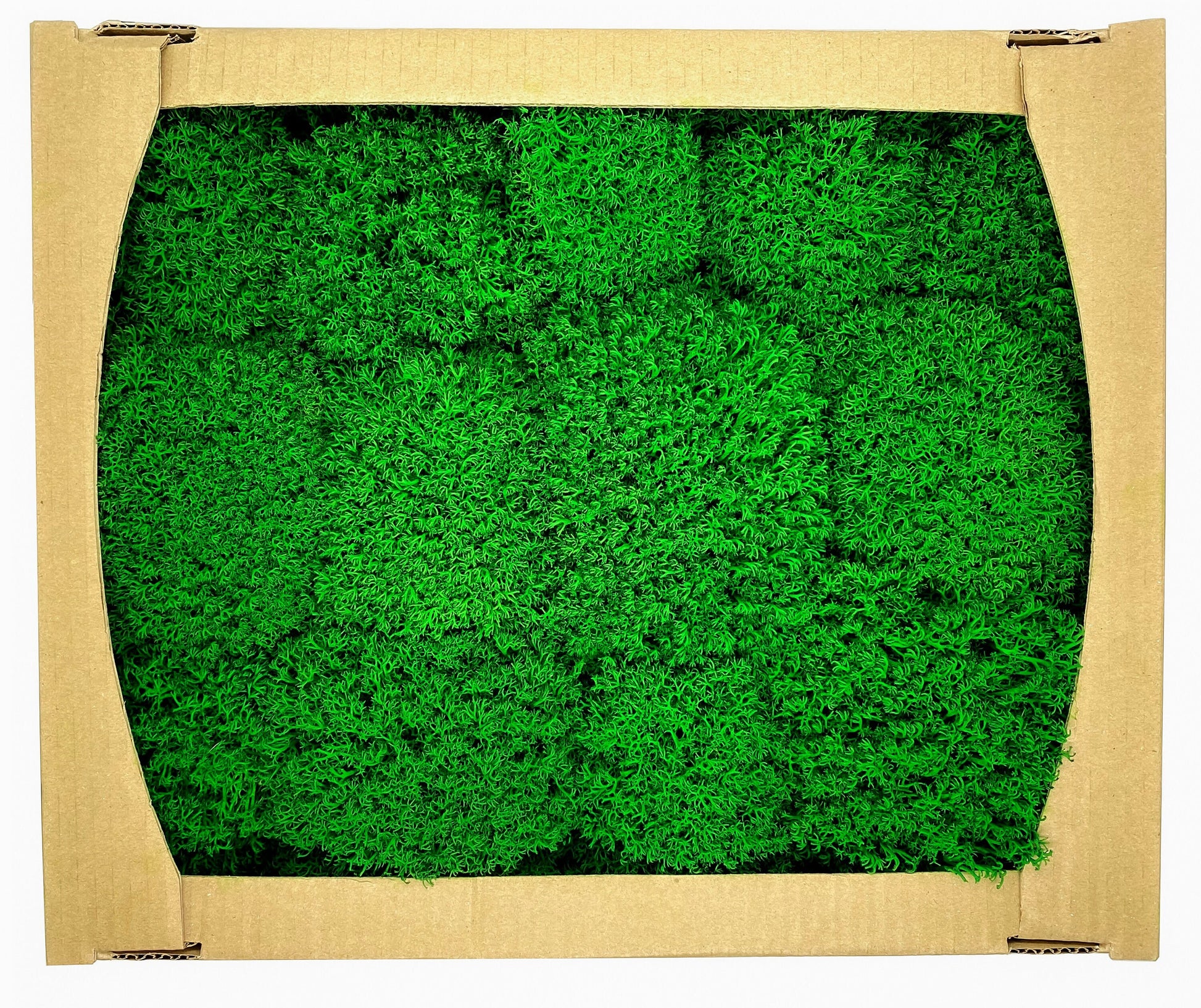 Preserved Reindeer Royal Moss Forest Green, Stabilized Lichen Dried Natural Wholesale Moss, Florists Terrarium Bowls Centerpieces Decor