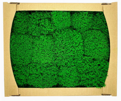 Preserved Reindeer Royal Moss Forest Green, Stabilized Lichen Dried Natural Wholesale Moss, Florists Terrarium Bowls Centerpieces Decor