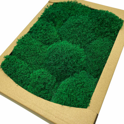 Preserved Royal Moss Dark Green, Stabilized Reindeer Lichen Moss, Decorative Real Moss, Natural Moss, Dry Moss, Terrariums Florists Decor