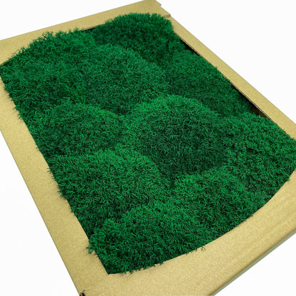 Preserved Royal Moss Dark Green, Stabilized Reindeer Lichen Moss, Decorative Real Moss, Natural Moss, Dry Moss, Terrariums Florists Decor