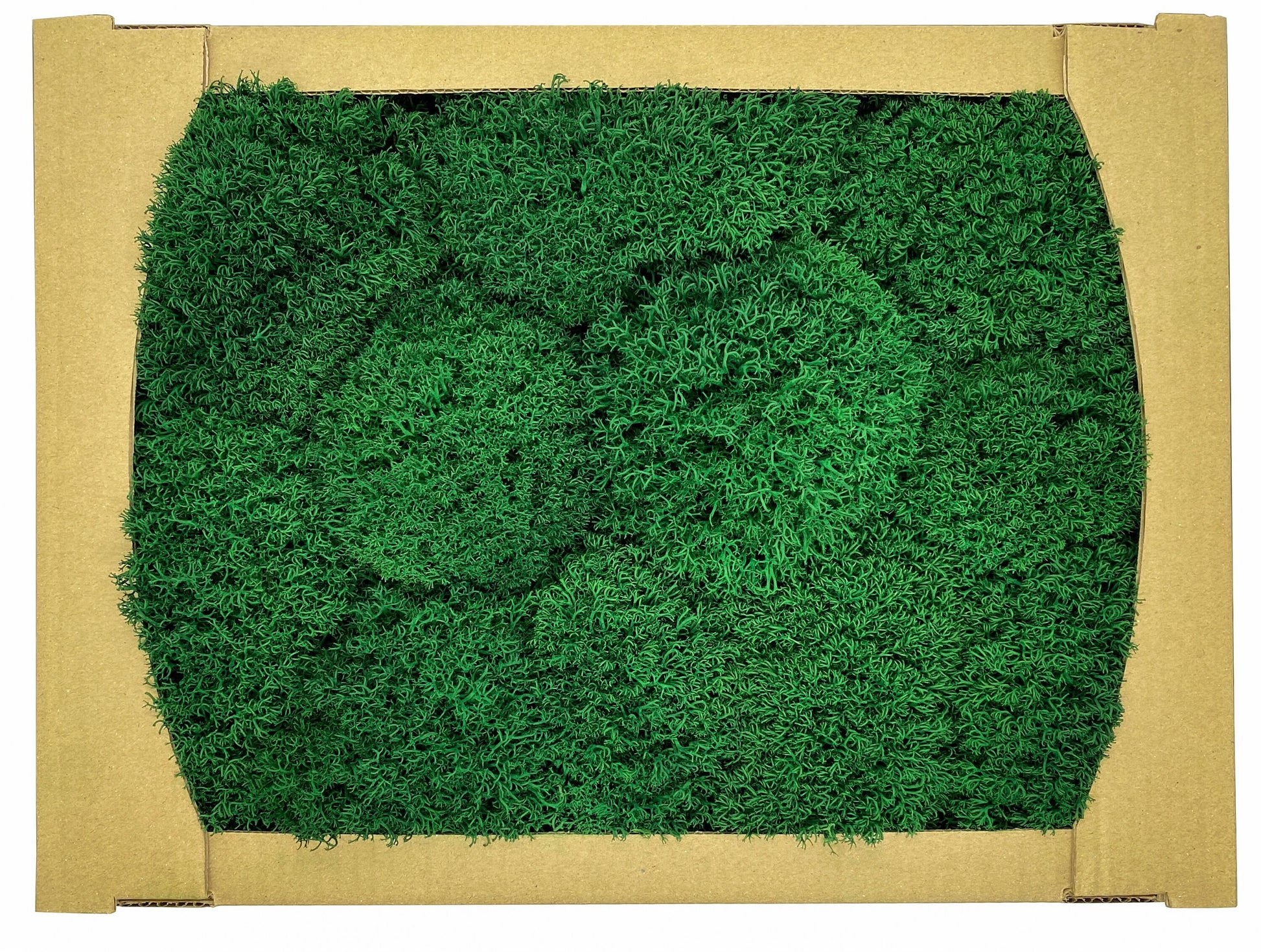 Preserved Royal Moss Dark Green, Stabilized Reindeer Lichen Moss, Decorative Real Moss, Natural Moss, Dry Moss, Terrariums Florists Decor