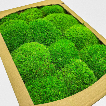 Preserved Ball Moss Green, Pillow Bun Moss, Stabilized Pole Moss, Decorative Natural Moss, Cushion Moss, Bulk Moss, Preserved Moss, Wall Art