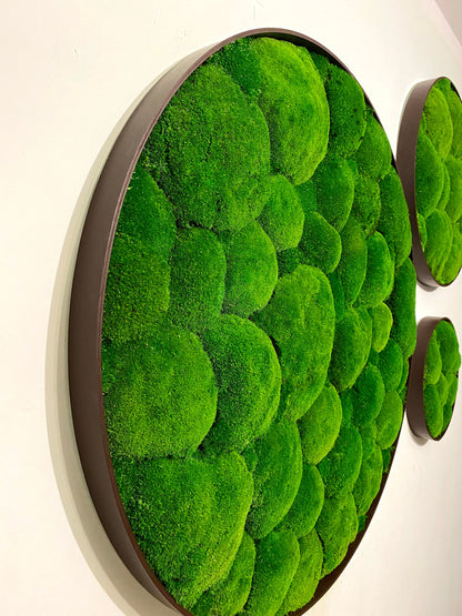 Preserved Ball Moss Green, Pillow Bun Moss, Stabilized Pole Moss, Decorative Natural Moss, Cushion Moss, Bulk Moss, Preserved Moss, Wall Art