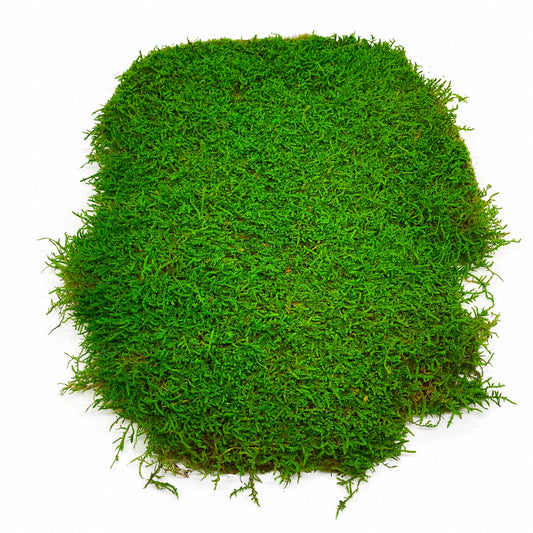 Preserved Flat Moss Green Box 2.7 sq feet, Stabilized Moss, Decorative Moss, Nordic Moss, Carpet Moss, Living Moss, Live Sheet Moss