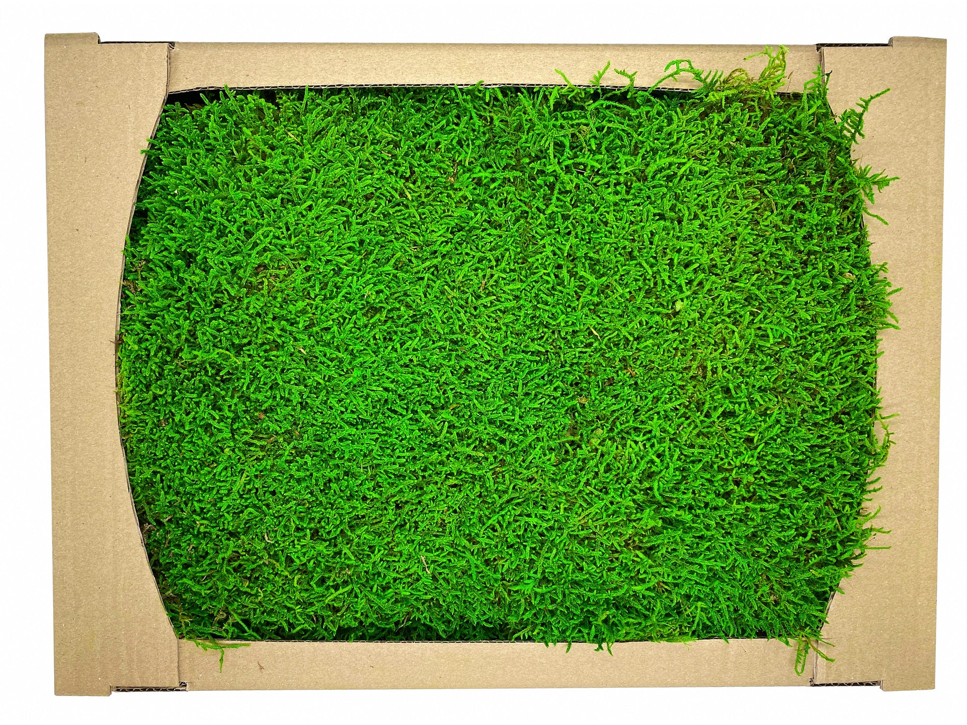 Preserved Flat Moss Green Box 2.7 sq feet, Stabilized Moss, Decorative Moss, Nordic Moss, Carpet Moss, Living Moss, Live Sheet Moss