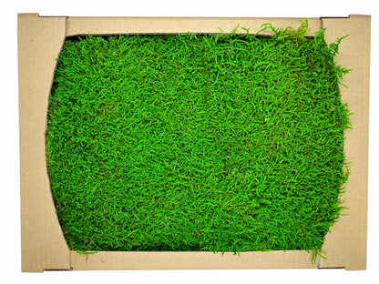 Preserved Flat Moss Green Box 2.7 sq feet, Stabilized Moss, Decorative Moss, Nordic Moss, Carpet Moss, Living Moss, Live Sheet Moss