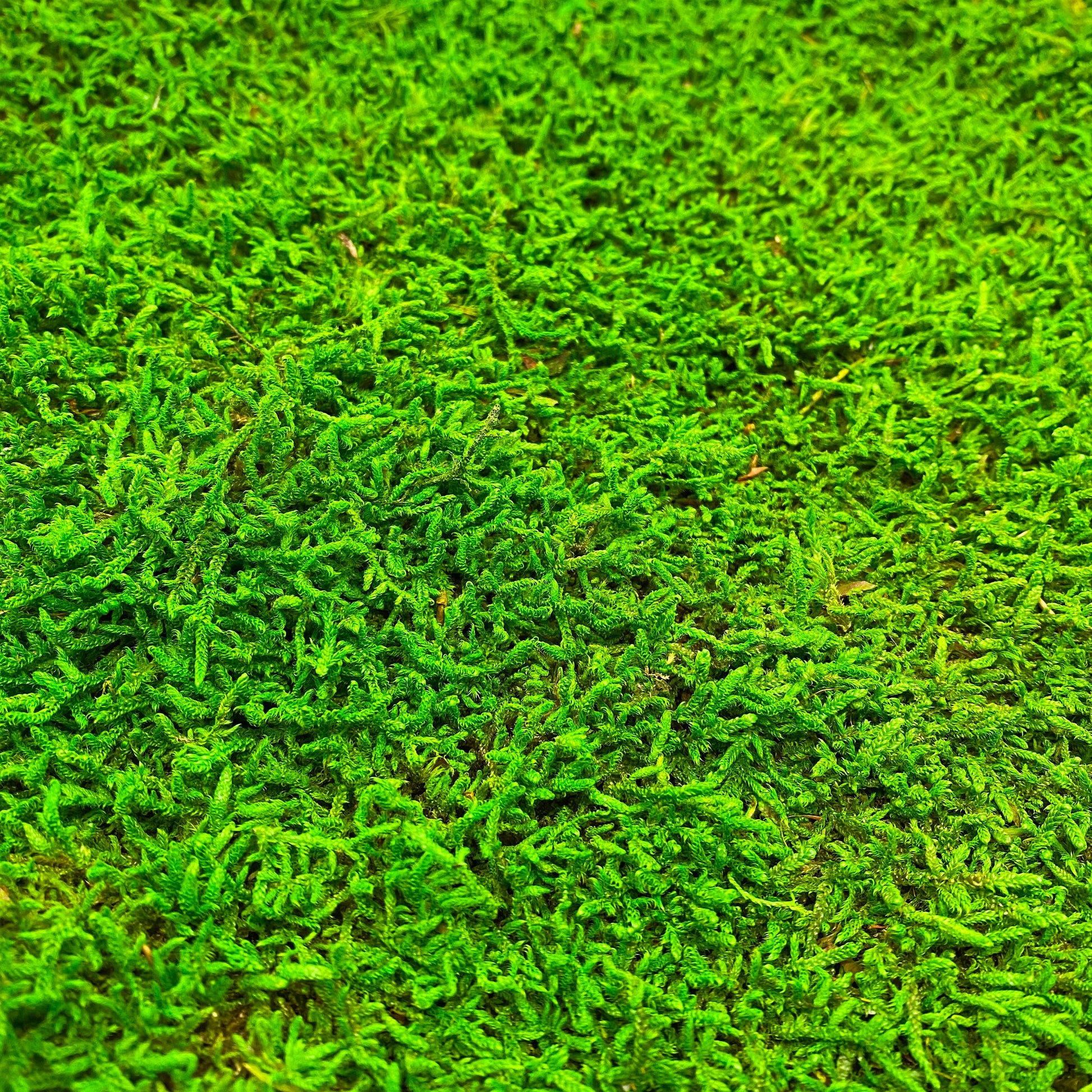 Preserved Flat Moss Green Box 2.7 sq feet, Stabilized Moss, Decorative Moss, Nordic Moss, Carpet Moss, Living Moss, Live Sheet Moss