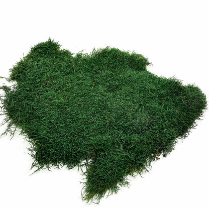 Preserved Flat Moss Dark Green Box 2.7 sq feet, Stabilized Moss, Dried Moss, Living Moss, Carpet Moss, Sheet Moss, Real Moss, Nordic Moss