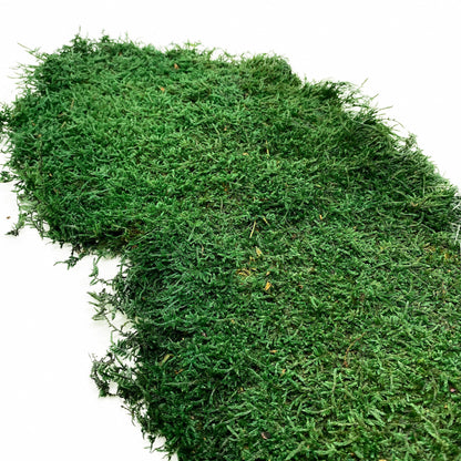 Preserved Flat Moss Dark Green Box 2.7 sq feet, Stabilized Moss, Dried Moss, Living Moss, Carpet Moss, Sheet Moss, Real Moss, Nordic Moss