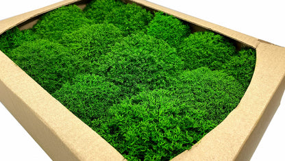 Preserved Reindeer Royal Moss Forest Green, Stabilized Lichen Dried Natural Wholesale Moss, Florists Terrarium Bowls Centerpieces Decor