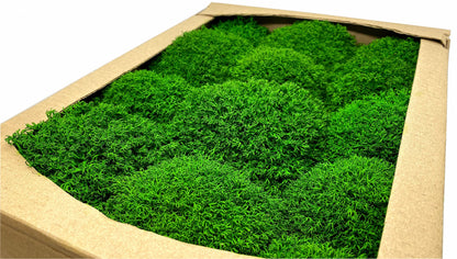Preserved Reindeer Royal Moss Forest Green, Stabilized Lichen Dried Natural Wholesale Moss, Florists Terrarium Bowls Centerpieces Decor