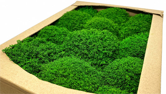 Preserved Reindeer Royal Moss Forest Green, Stabilized Lichen Dried Natural Wholesale Moss, Florists Terrarium Bowls Centerpieces Decor