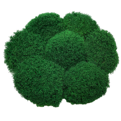Preserved Royal Moss Dark Green, Stabilized Reindeer Lichen Moss, Decorative Real Moss, Natural Moss, Dry Moss, Terrariums Florists Decor
