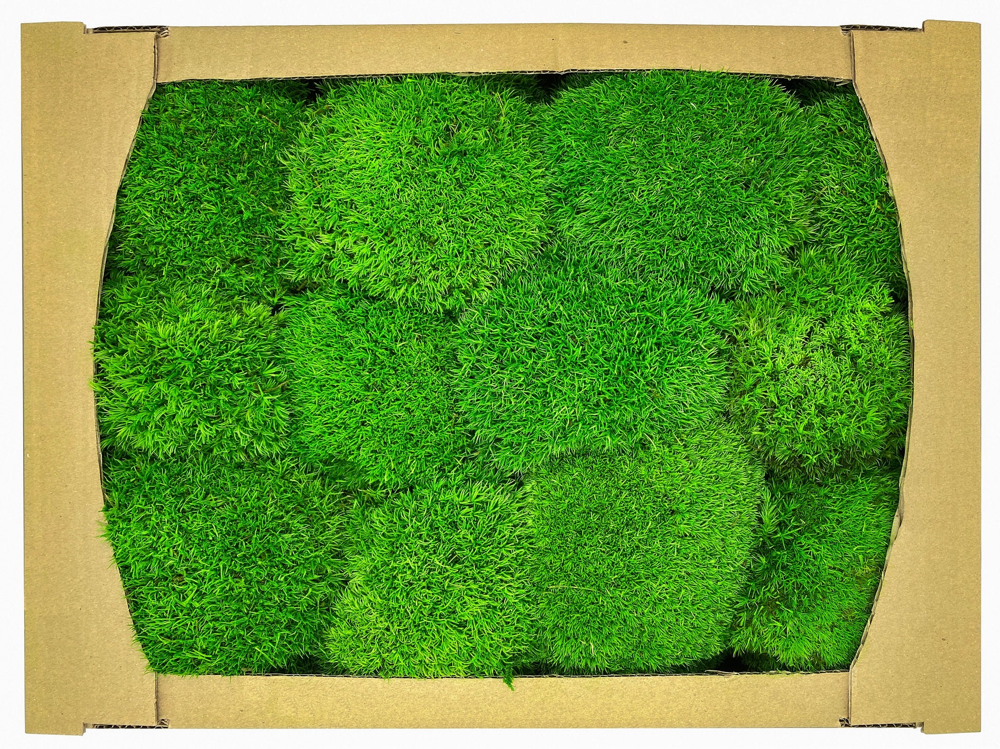Preserved Ball Moss Green, Pillow Bun Moss, Stabilized Pole Moss, Decorative Natural Moss, Cushion Moss, Bulk Moss, Preserved Moss, Wall Art