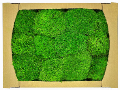 Preserved Ball Moss Green, Pillow Bun Moss, Stabilized Pole Moss, Decorative Natural Moss, Cushion Moss, Bulk Moss, Preserved Moss, Wall Art