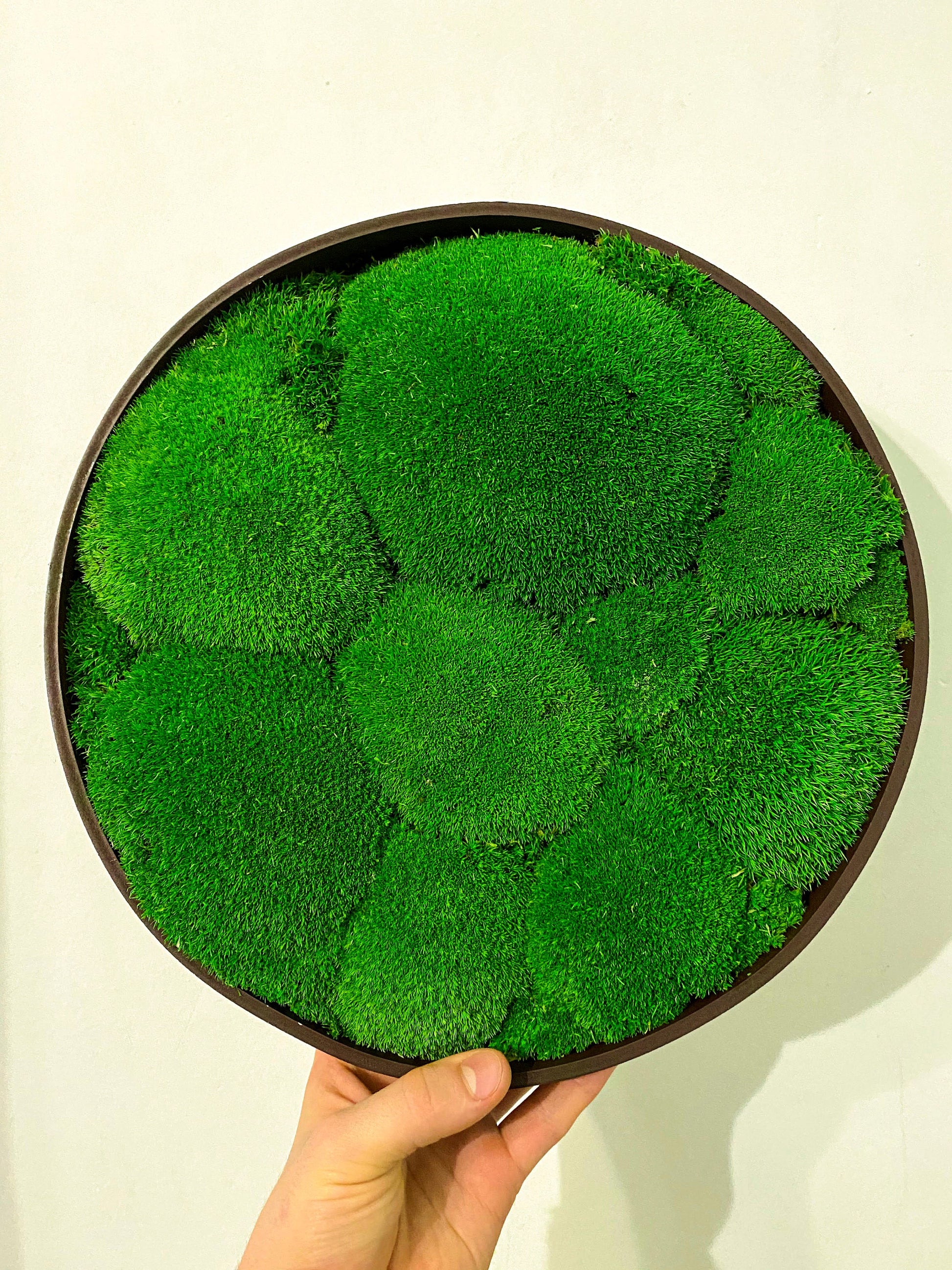 Preserved Ball Moss Green, Pillow Bun Moss, Stabilized Pole Moss, Decorative Natural Moss, Cushion Moss, Bulk Moss, Preserved Moss, Wall Art