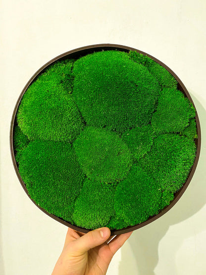 Preserved Ball Moss Green, Pillow Bun Moss, Stabilized Pole Moss, Decorative Natural Moss, Cushion Moss, Bulk Moss, Preserved Moss, Wall Art