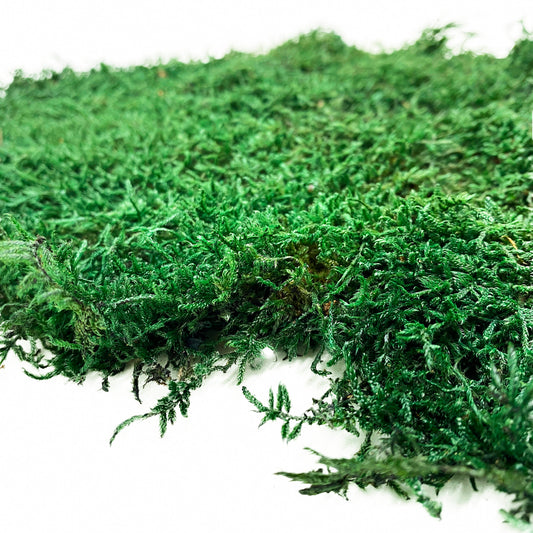 Preserved Flat Moss Dark Green Box 2.7 sq feet, Stabilized Moss, Dried Moss, Living Moss, Carpet Moss, Sheet Moss, Real Moss, Nordic Moss