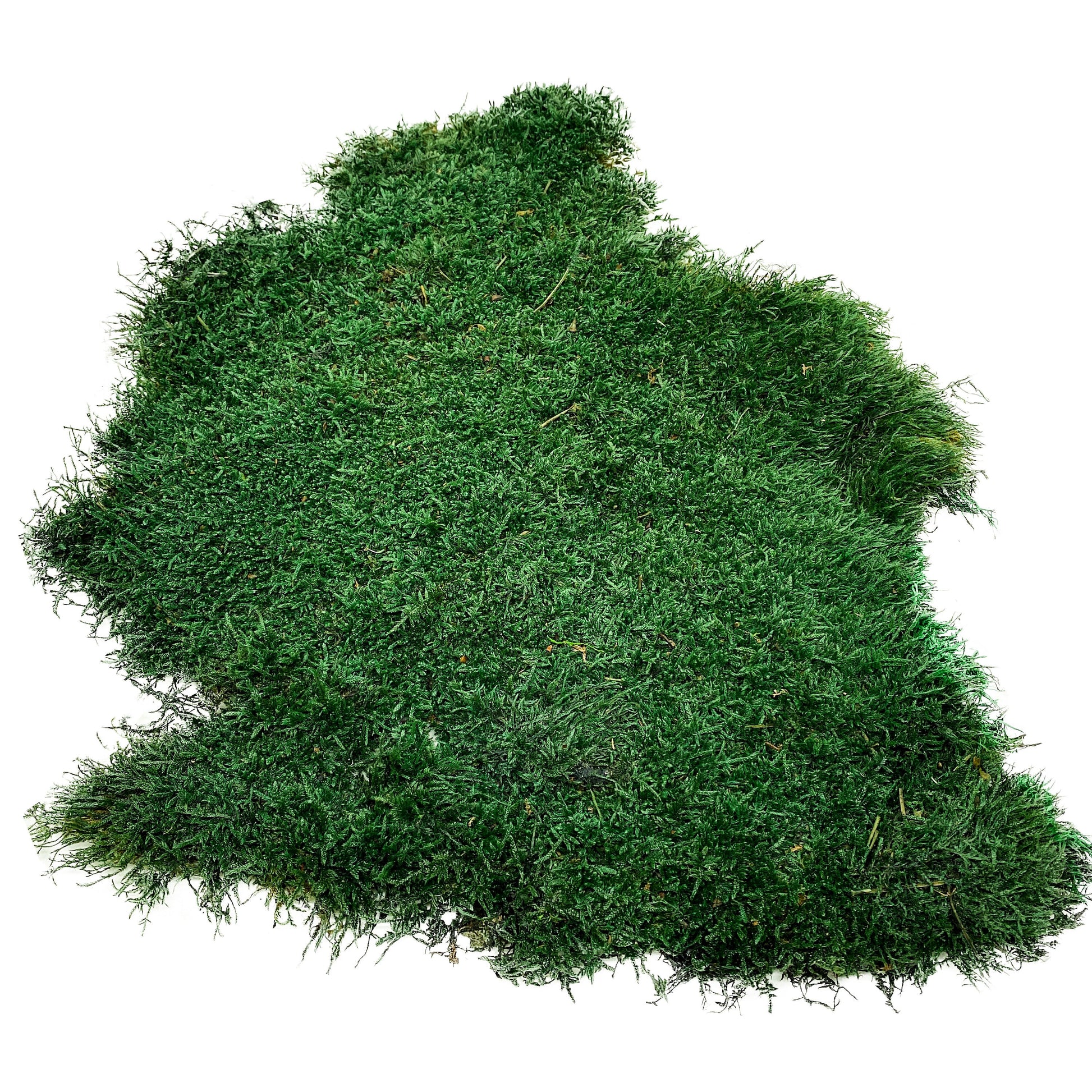 Preserved Flat Moss Dark Green Box 2.7 sq feet, Stabilized Moss, Dried Moss, Living Moss, Carpet Moss, Sheet Moss, Real Moss, Nordic Moss