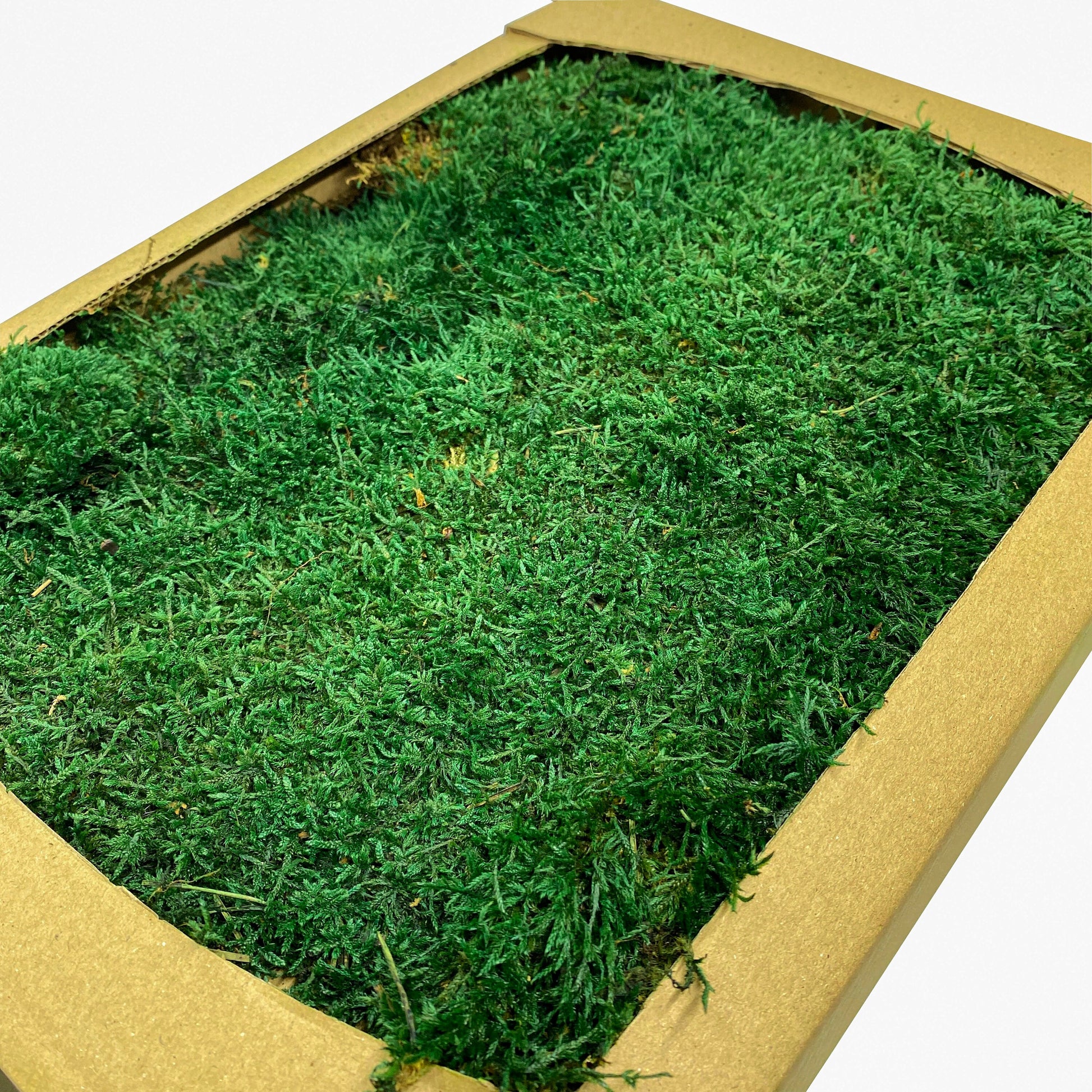 Preserved Flat Moss Dark Green Box 2.7 sq feet, Stabilized Moss, Dried Moss, Living Moss, Carpet Moss, Sheet Moss, Real Moss, Nordic Moss