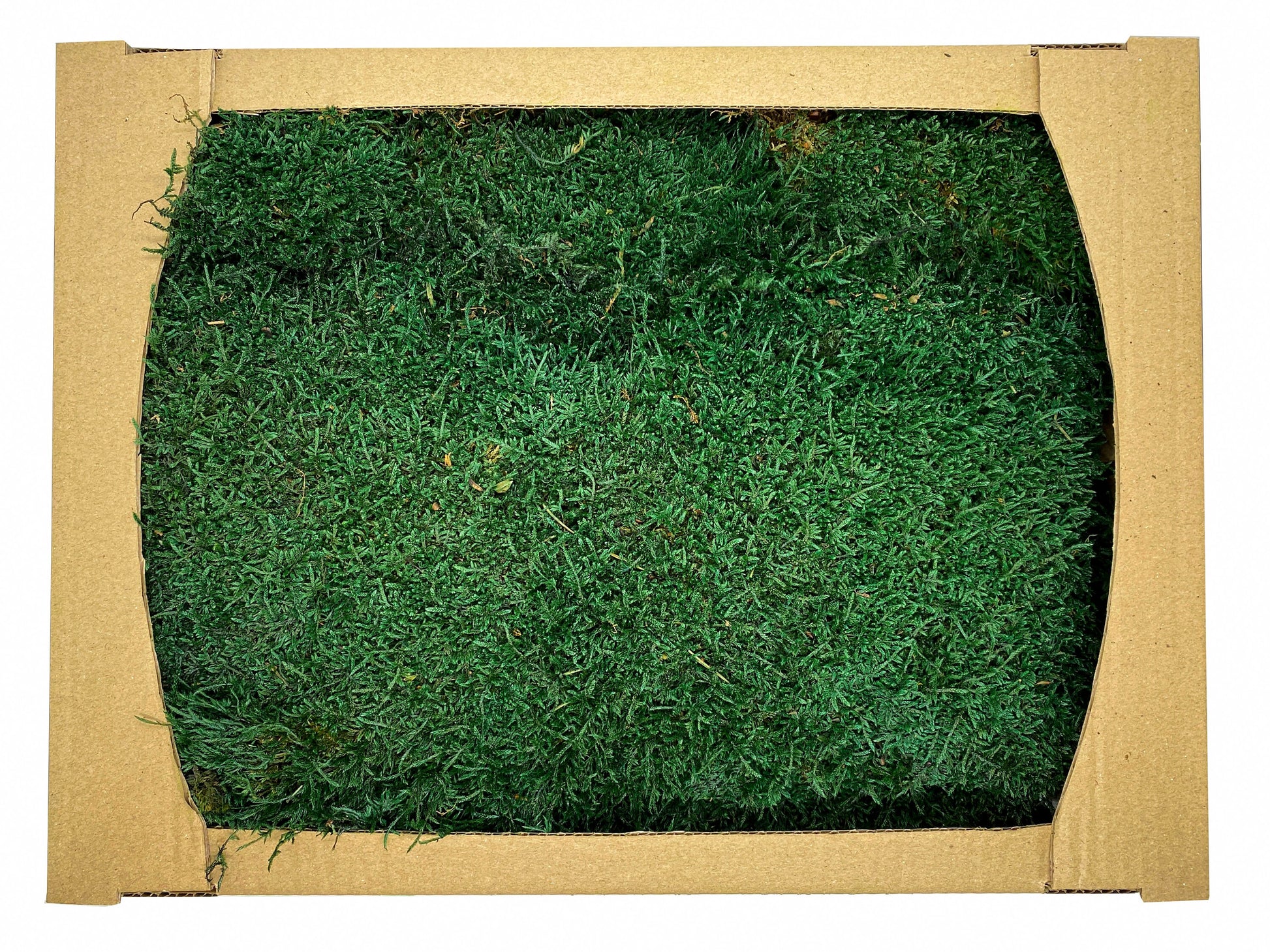 Preserved Flat Moss Dark Green Box 2.7 sq feet, Stabilized Moss, Dried Moss, Living Moss, Carpet Moss, Sheet Moss, Real Moss, Nordic Moss