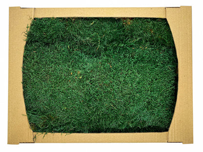 Preserved Flat Moss Dark Green Box 2.7 sq feet, Stabilized Moss, Dried Moss, Living Moss, Carpet Moss, Sheet Moss, Real Moss, Nordic Moss