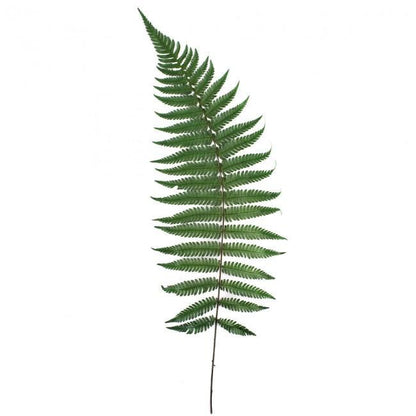 Preserved Fern Parchemin Green 10 stems 20-30 cm Natural Decorative Fern (FPA/0102)