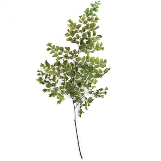 Preserved Lutti Fern Green - 6 Stems, 20-30 cm Natural Decorative Fern (FLU/9103)