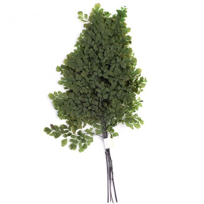 Preserved Lutti Fern Green - 6 Stems, 20-30 cm Natural Decorative Fern (FLU/9103)