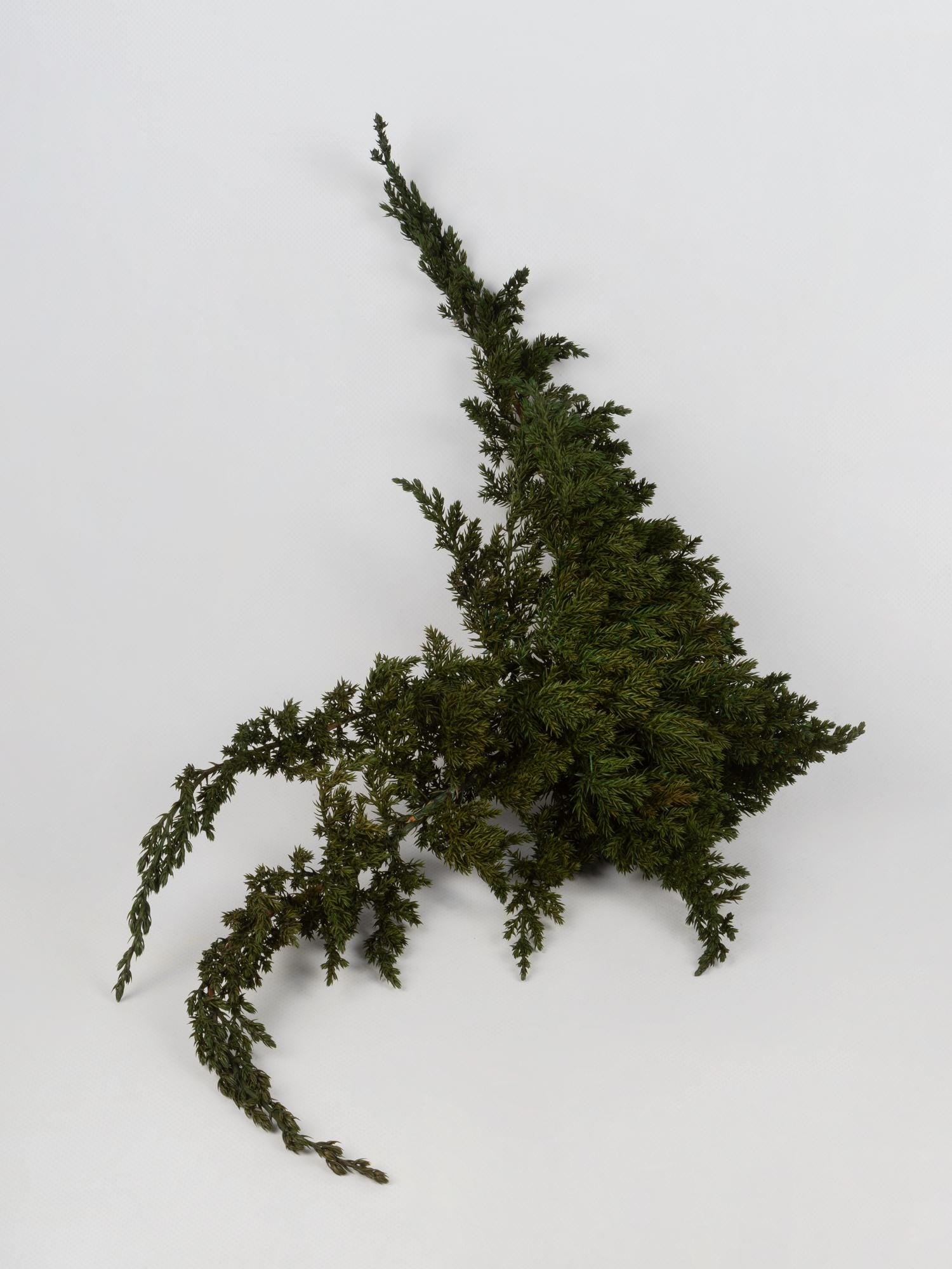 Preserved Juniperus Green 15-25 cm, Natural Evergreen Foliage for Floral Arrangements (JUN/0000)