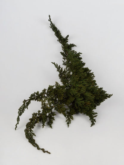 Preserved Juniperus Green 15-25 cm, Natural Evergreen Foliage for Floral Arrangements (JUN/0000)