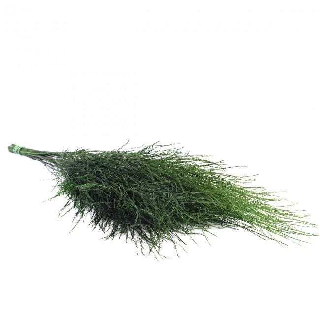 Preserved Tiki Grass Green 40-50 cm (TIK/0104) - Exotic Stabilized Greenery