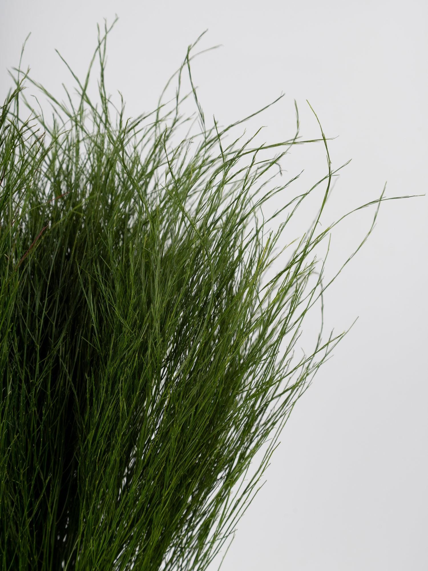 Preserved Tiki Grass Green 40-50 cm (TIK/0104) - Exotic Stabilized Greenery